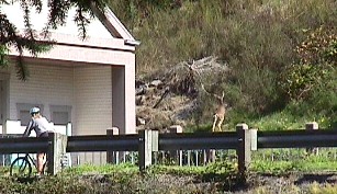 A deer and a cyclist